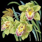 (image for) Orchids